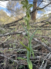 Pterostylis prasina