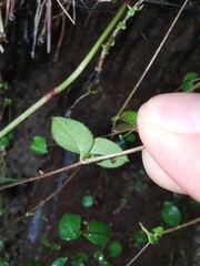 Pseudostellaria davidii
