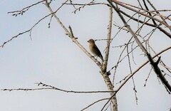 Carpodacus erythrinus grebnitskii