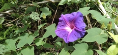 Ipomoea laeta