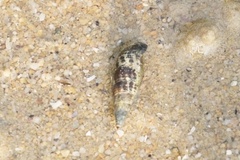 Batillaria zonalis
