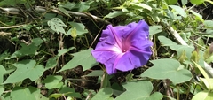 Ipomoea laeta