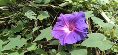 Ipomoea laeta