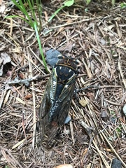 Auritibicen japonicus