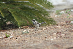 Mimus longicaudatus