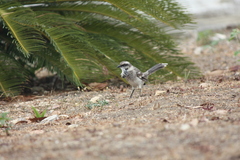 Mimus longicaudatus