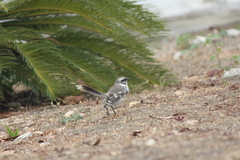 Mimus longicaudatus