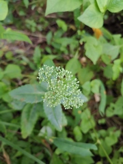 Hylotelephium verticillatum