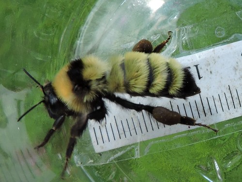 Golden Northern Bumble Bee