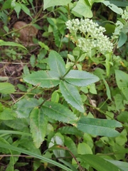 Hylotelephium verticillatum