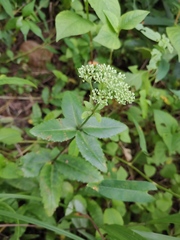 Hylotelephium verticillatum