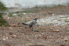 Mimus longicaudatus