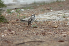 Mimus longicaudatus