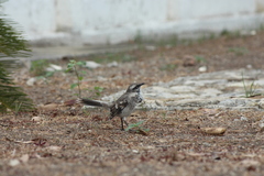 Mimus longicaudatus