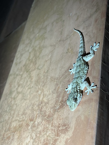 Morocco Wall Gecko, Tarentola boehmei