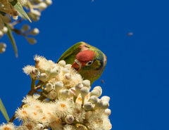 Psitteuteles versicolor