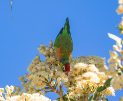 Psitteuteles versicolor