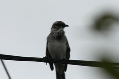 Mimus longicaudatus