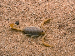 Smeringurus