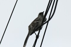Mimus longicaudatus