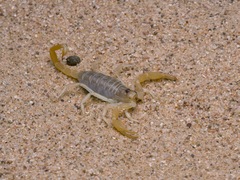 Smeringurus