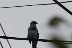 Mimus longicaudatus