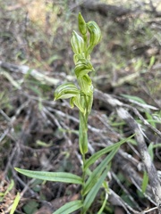 Pterostylis prasina