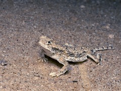 Phrynosoma goodei