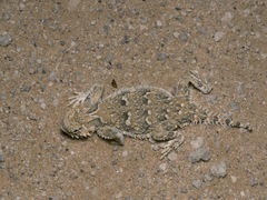 Phrynosoma goodei