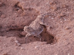 Phrynosoma goodei