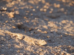 Phrynosoma goodei