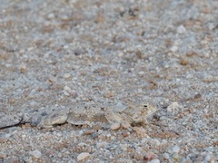 Phrynosoma goodei