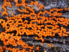 Willkommlangea reticulata