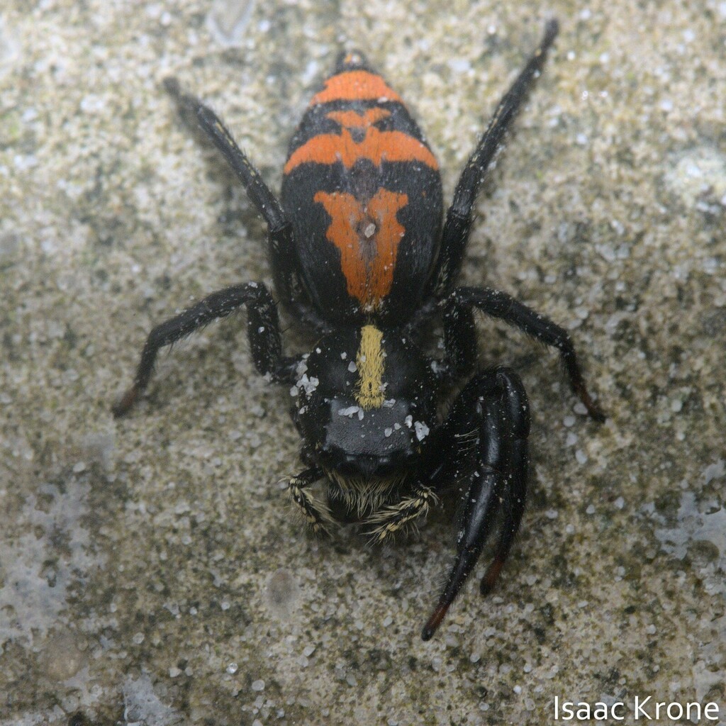 Breda lubomirskii