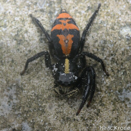 Breda lubomirskii