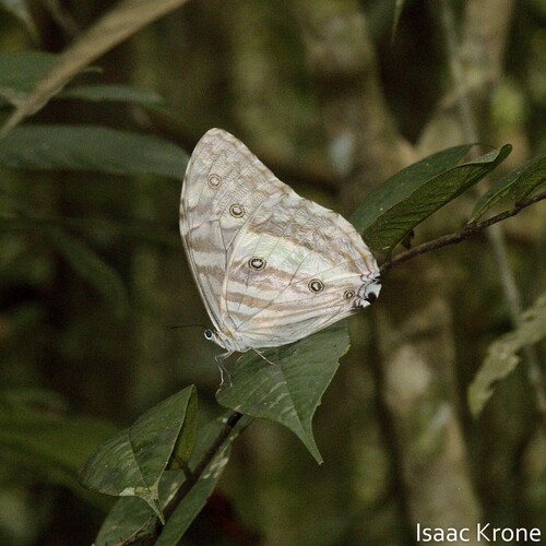 Morpho eugenia