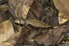 Stenocercus fimbriatus