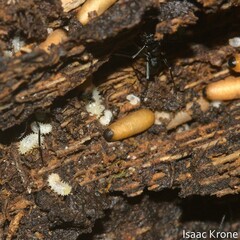 Neoponera apicalis