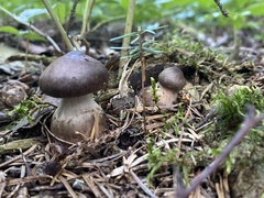 Cortinarius squamulosus