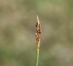 Carex simpliciuscula