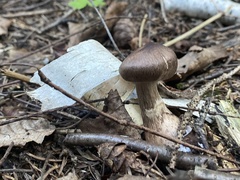 Cortinarius squamulosus
