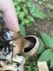 Cortinarius squamulosus