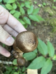 Cortinarius squamulosus