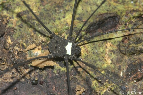 Paecilaemella multimaculata