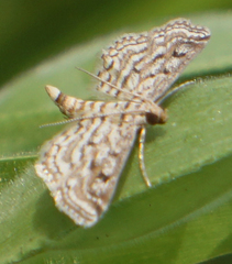 Parapoynx allionealis