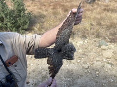 Caprimulgus tristigma