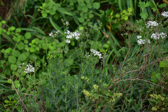 Gypsophila oldhamiana