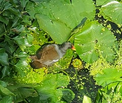 Gallinula chloropus
