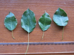 Pyrus grossheimii