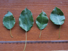 Pyrus grossheimii